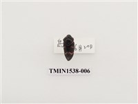 藏品(紅紋沫蟬)的圖片